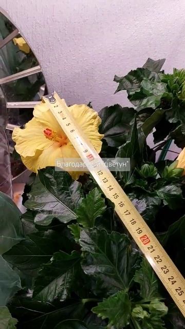 #гибискус #garden #plants #цветы #hibiscus #комнатные_растения #flowe смотреть онлайн