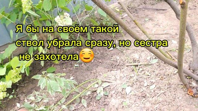 Дёрен. Обрезка взрослого.Правила формирования кроны с смотреть онлайн