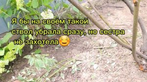 Дёрен. Обрезка взрослого.Правила формирования кроны с