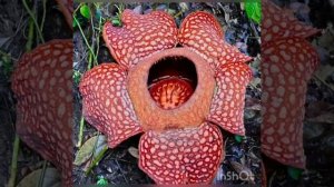 Самые опасные цветы в мире