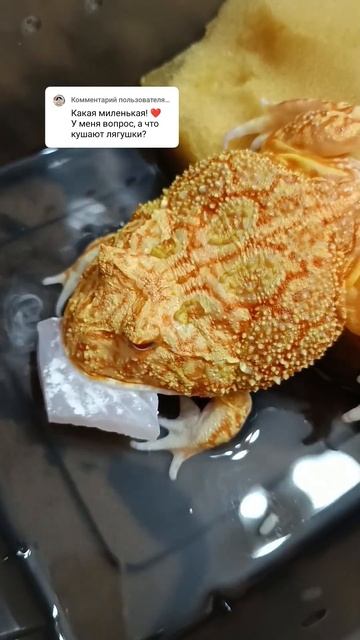 Что едят лягушки?) #лягушка#лягушки#лягушкарогатка#ква смотреть онлайн