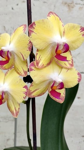 Орхидея Попугай смотреть онлайн