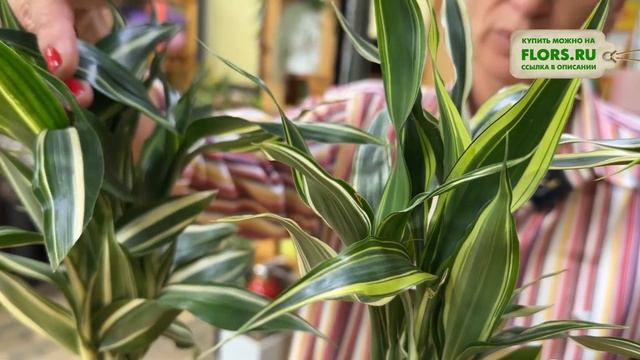 Драцена Сандера или Сандериана. Уход за драценой и её ?
