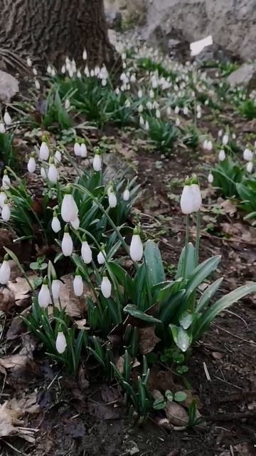 Первоцветы в Крыму смотреть онлайн