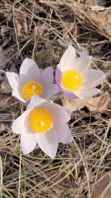 Первоцветы в жарком апреле. Прострел или Сон-Трава. смотреть онлайн