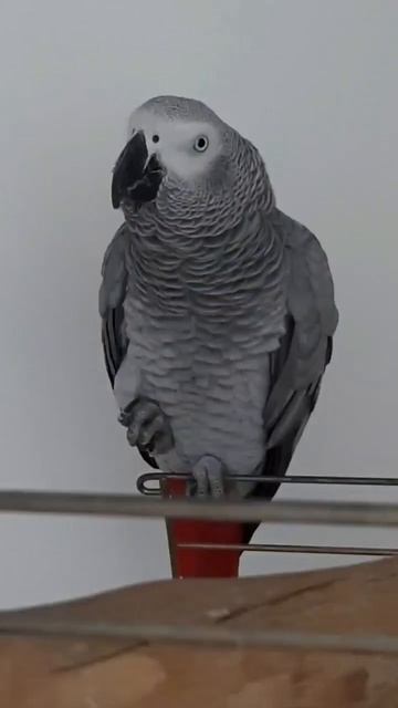 СЕКРЕТ РАСКРЫТ ! ГОВОРЯЩИЙ ПОПУГАЙ ЭВРИКА. Grey parrot смотреть онлайн
