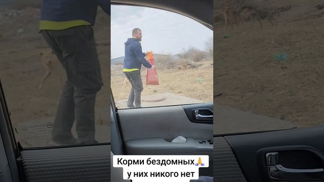 Зимой особенно важно подкармливать бездомных животны смотреть онлайн