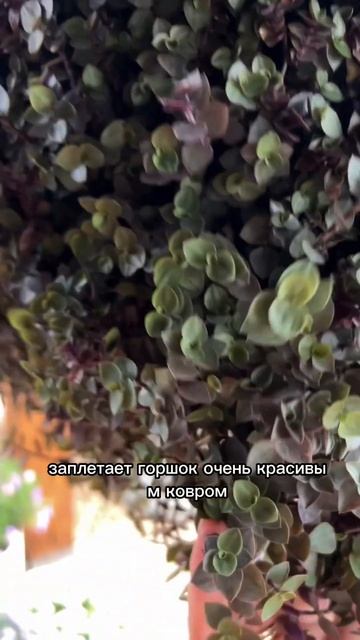 Устали от петуний? Как вам альтернатива? 🔥#сад #огород смотреть онлайн