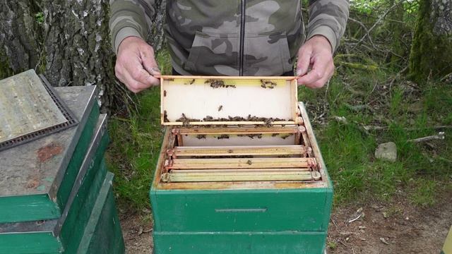 улик для сотового меда смотреть онлайн