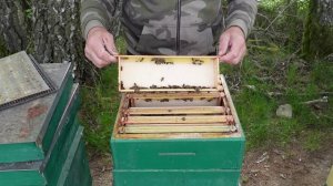 улик для сотового меда