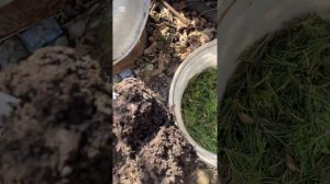 Хвоя можжевельника пригодится в саду! Не стоит ее выки