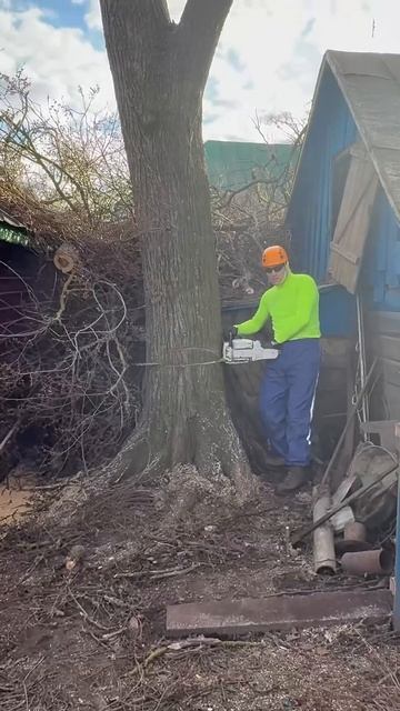 Огромное дерево Вяз финал )) huge tree elm final смотреть онлайн