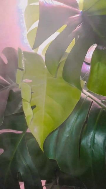 #монстера #красоткаМонстера смотреть онлайн