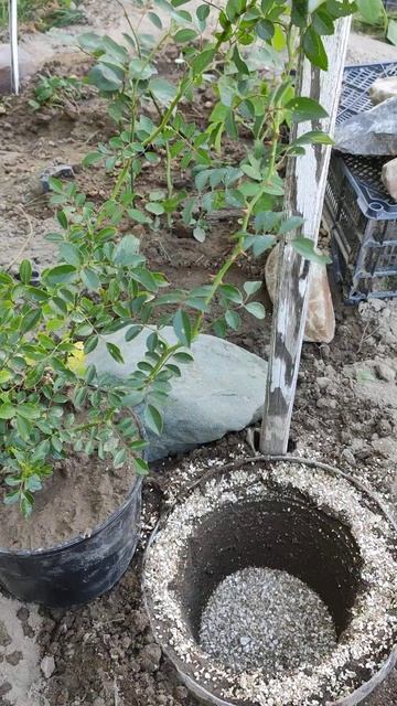 ПЕРЕСАДКА РОЗЫ ВЫРОСШЕЙ ИЗ ЧЕРЕНКА В  ОГРАНИЧИТЕЛЬ