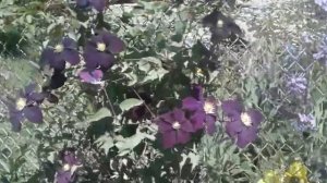 клематис мадам Джулия Корревон,