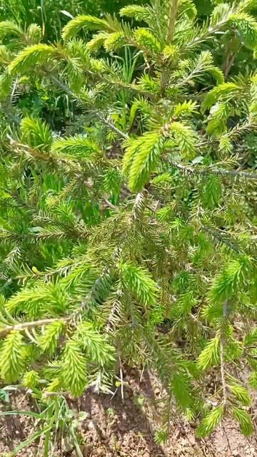 неизвестный сорт ели с весенним приростом #ель #хвойны смотреть онлайн