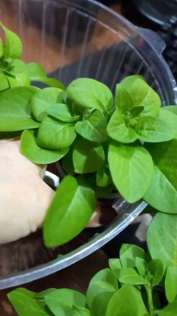 Мои петунии готовы к посадке смотреть онлайн