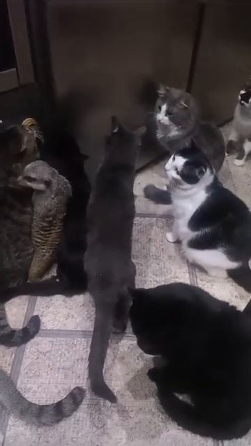 Кошачья мята…кошки…сурикат… смотреть онлайн