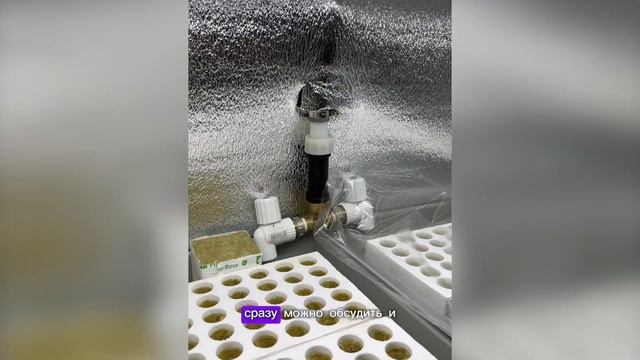 Система гидропоники для рассады клубники. Сосна горна