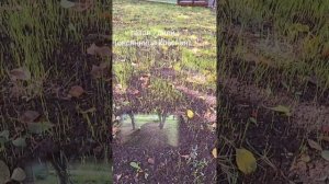 газон 7 дней (овсяница красная)