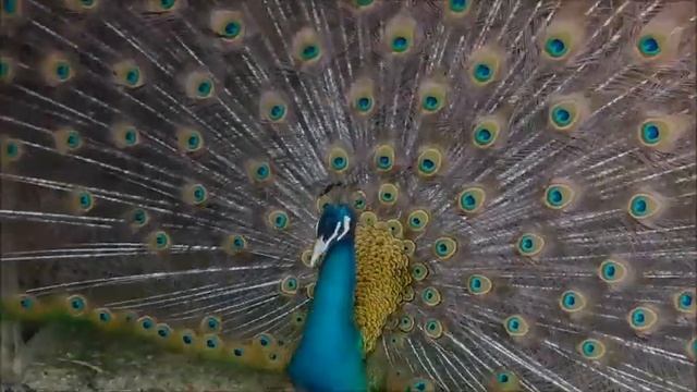 Tail of a Peacock*** Хвост павлина смотреть онлайн