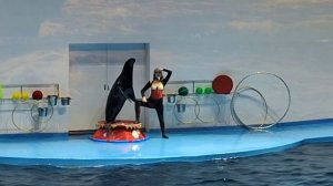 Океанариум Екатеринбурга. Шоу "На волне"