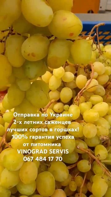 Мускатные сорта винограда Хелена и Ландыш. смотреть онлайн