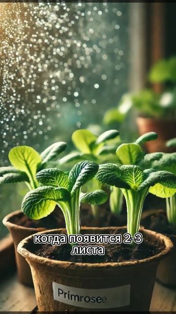 128 как правильно выращивать примулу смотреть онлайн