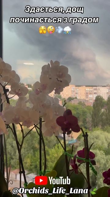 #orchid #орхидеи #орхідеї #ukraine #orchids_life_lana #shorts #орхидея #орх смотреть онлайн