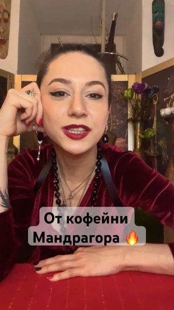 Безумное чаепитие скоро 🔥 #мандрагора #сарон #питер #к смотреть онлайн