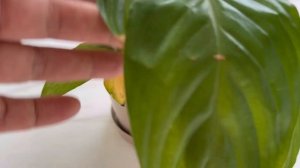 Спатифиллум, Женское Счастье, Желтеют Листья, Причины