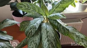 Аглаонема Сильвер Бэй,Мария,Страйпс,Пикок