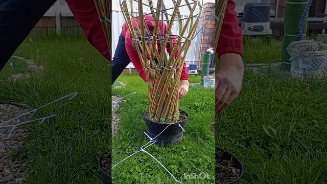 Высаживаем плетёное дерево на железном каркасе. Бутыл