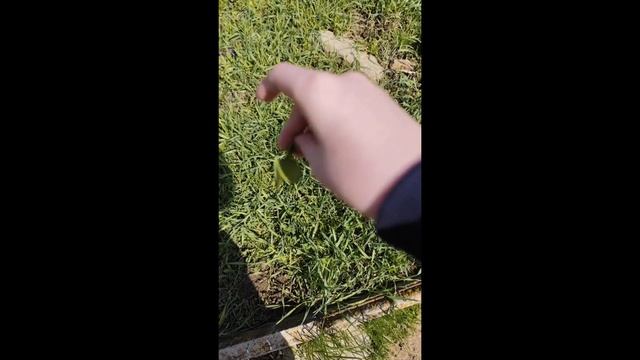 Я нашёл пятилистный клевер!!! смотреть онлайн