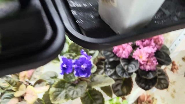 Фиалочные🌸🌸🌸излишки на 25.03.25г #комнатныерастения #? смотреть онлайн