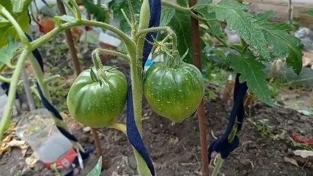 Обзор томатов в маленькой теплице . 3 ряд смотреть онлайн