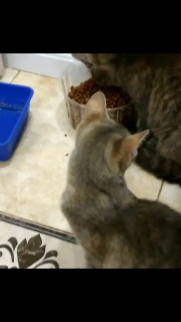 кошки едят #кошки #едят смотреть онлайн