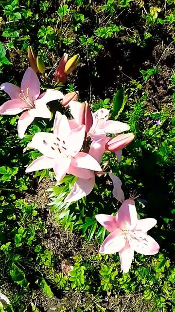 Самые большие лилии в СНГ #цветы #лилии смотреть онлайн