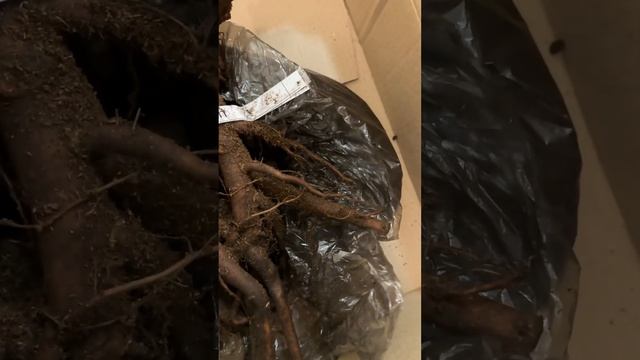 Пион Трифена Паркин (Triphena Parkin), желанное приобретение 5 смотреть онлайн