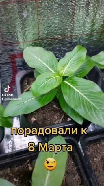 Всех с праздником 8 марта! смотреть онлайн