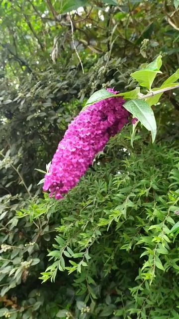 Buddleia (Буддлея) смотреть онлайн