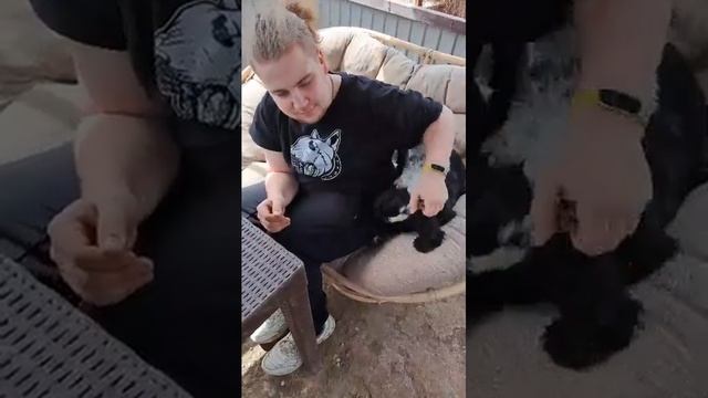 Английский кокер спаниель Документы РКС-RCU +79787402855Симф смотреть онлайн