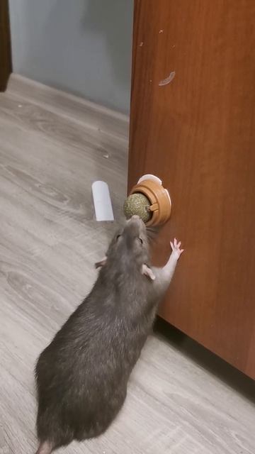 Пабло нашёл кошачью мяту смотреть онлайн