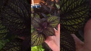 Композиция из колеуса и ипомеи батат5 сентября 2024 г.