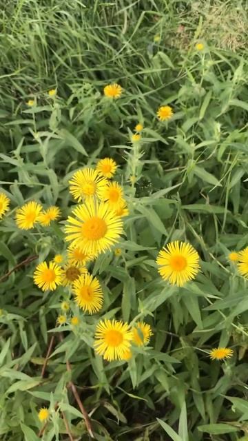 Полевые цветы! #казахстан #природа #полевыецветы смотреть онлайн