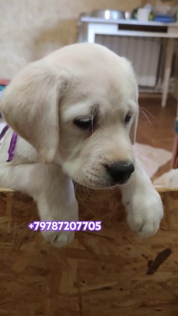 Красавчик Лютик свободен! #питомниклабрадоров #labrador #с смотреть онлайн