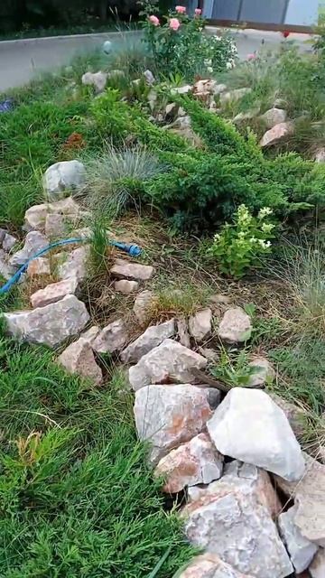 #живемвдеревне #зелень #природа  #лето #клумба #цветы #р?