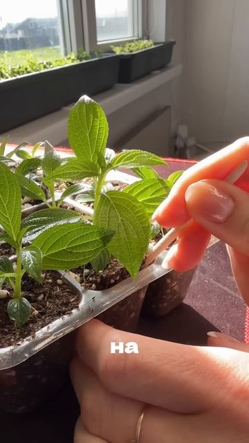 Черенкование гортензии Полярный медведь спустя месяц смотреть онлайн