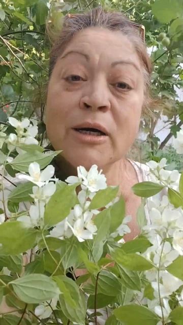 Не Жасмин! смотреть онлайн