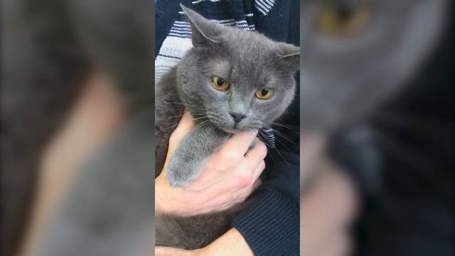 Смешное видео про котов. Кот поет злостную песенку смотреть онлайн